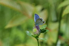 野の花にツバメシジミ　２　DSC_5976