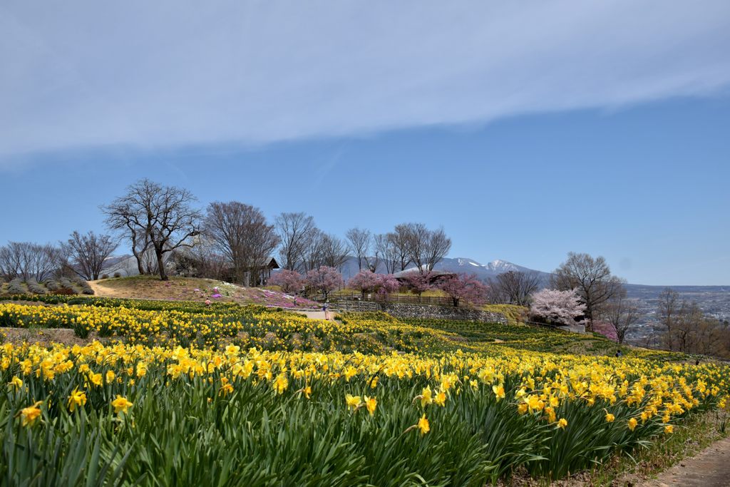 Yellow, Blue & White     DSC_7900