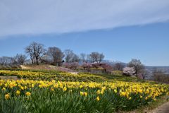 Yellow, Blue & White     DSC_7900