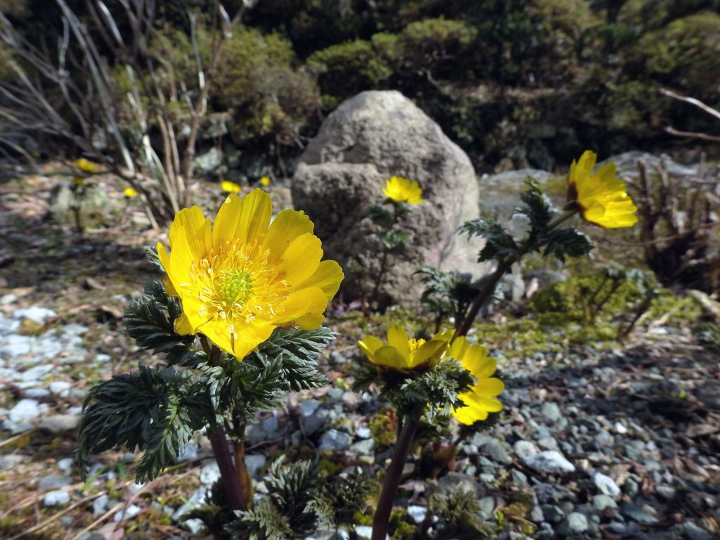 フクジュソウ　DSCN4661