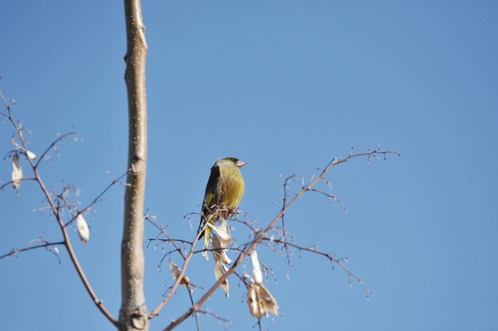 カワラヒワ　DSC_1934