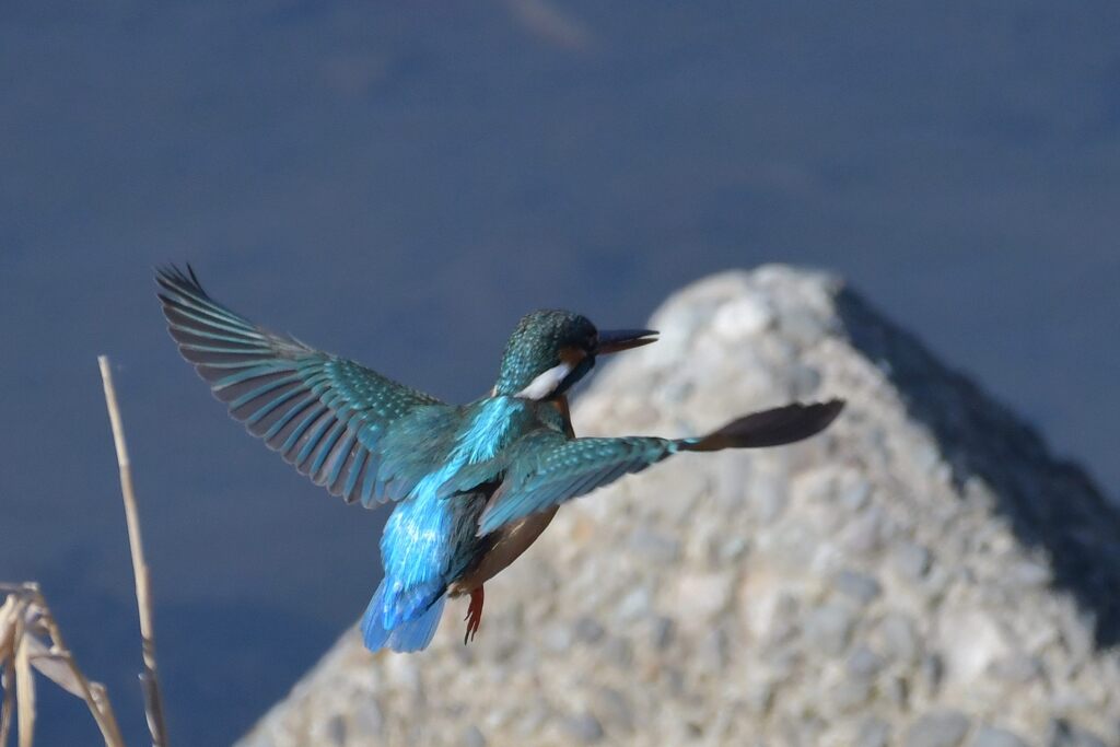 カワセミブルー　　DSC_6008
