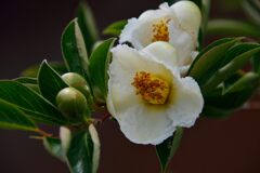 ナツツバキ　３　DSC_5734