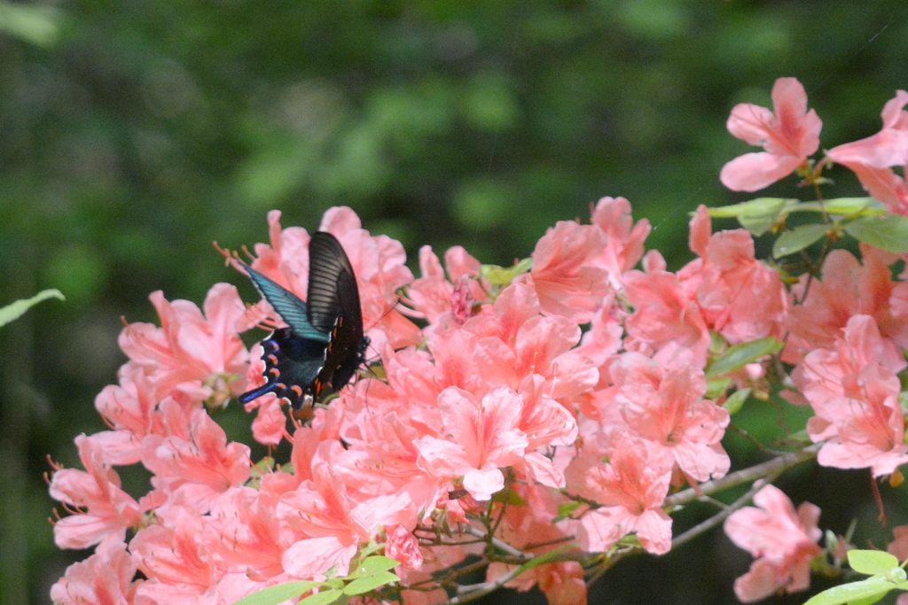 輝く翅　２　DSC_4408