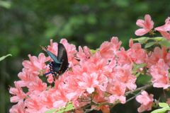 輝く翅　２　DSC_4408