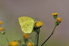残り花にキタキチョウ　　DSC_9482