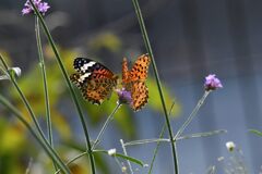 食事中の求愛　２　　　DSC_2204