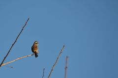ボクの空　DSC_1125
