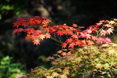 彩り　　DSC_5102