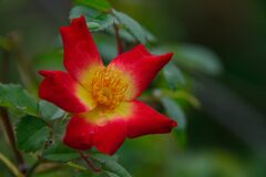 バラ一輪　　DSC_7277