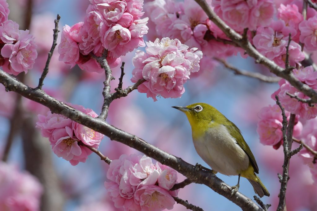 瞳輝く春　DSC_1570