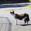ノラ　　DSCN0161