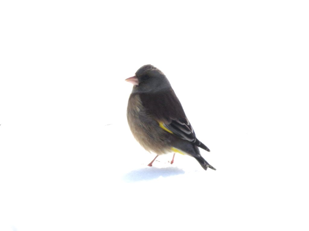 まぶしいな～　DSCN3054