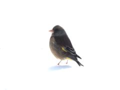 まぶしいな～　DSCN3054