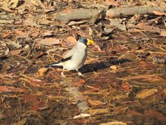 イカル　DSCN0607