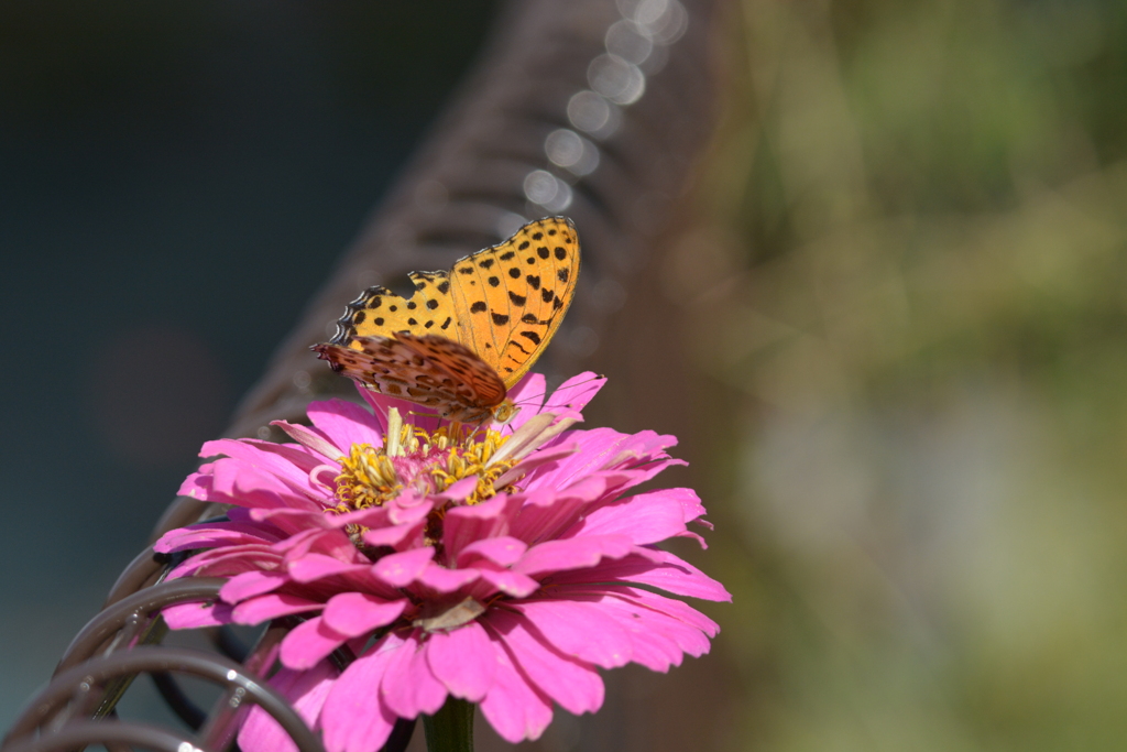残り花に　２　DSC_7852