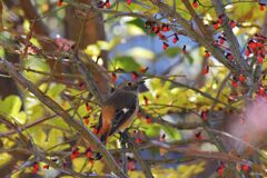 どれにしようかな～　　DSC_0559