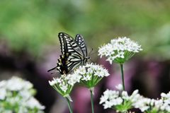 ニラの花にナミアゲハ　　DSC_6770