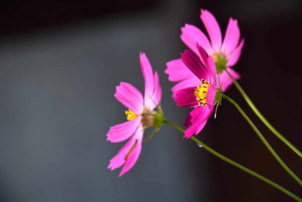 コスモス　　DSC_6089