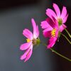 コスモス　　DSC_6089