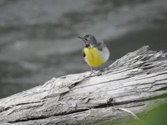 お久しぶり！　DSCN7632