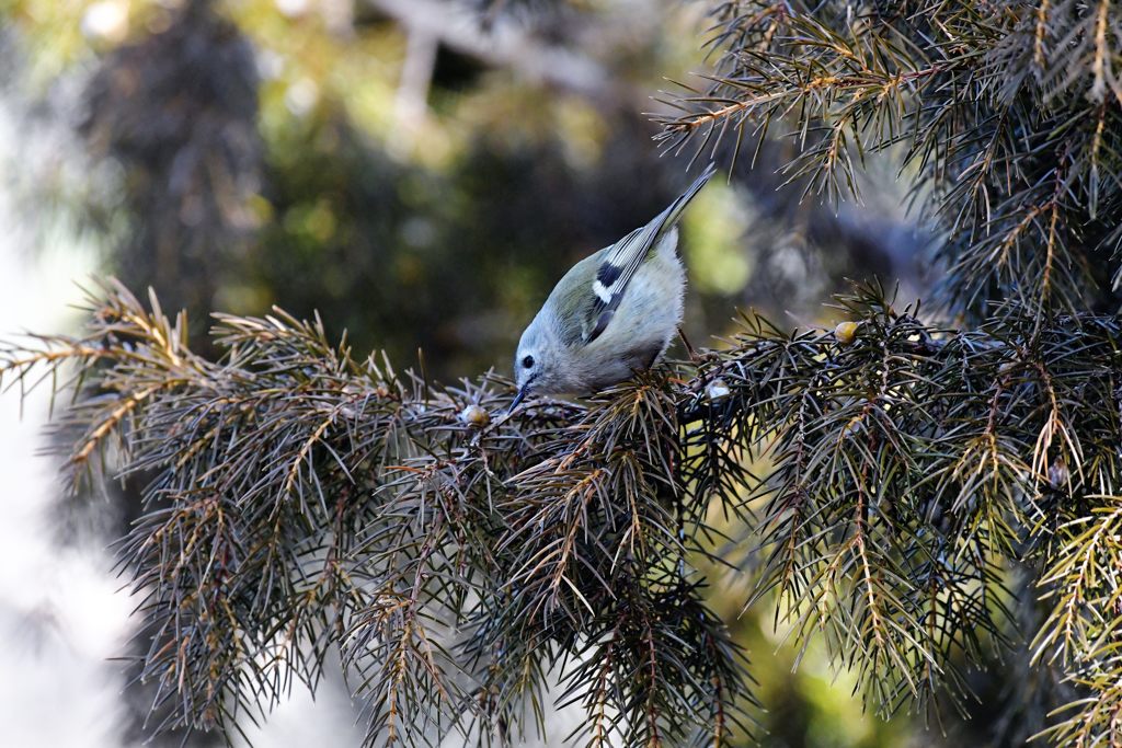 何かな？　DSC_7100