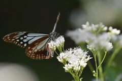 至福の時　DSC_2491