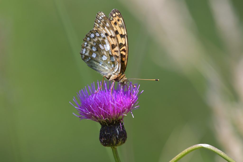 池の平のチョウ　３　　DSC_5936