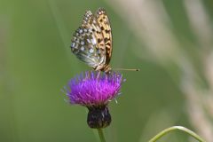 池の平のチョウ　３　　DSC_5936