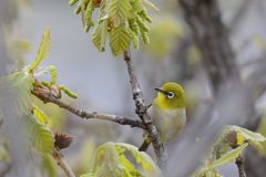 新緑のメジロ　DSC_9792