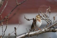微笑み　DSC_6832