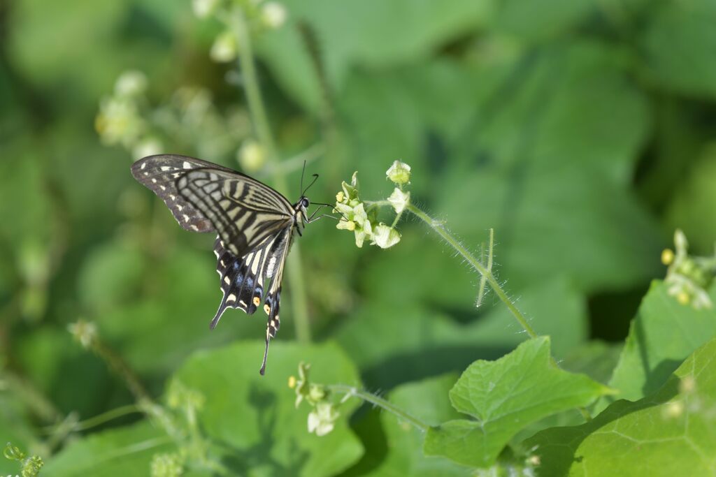 美味しいな～！　DSC_2872
