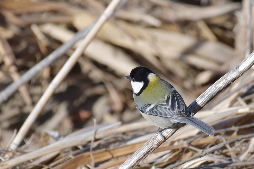 シジュウカラ　DSC_5516