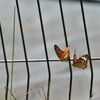 恋ダンス　３　　DSC_2540