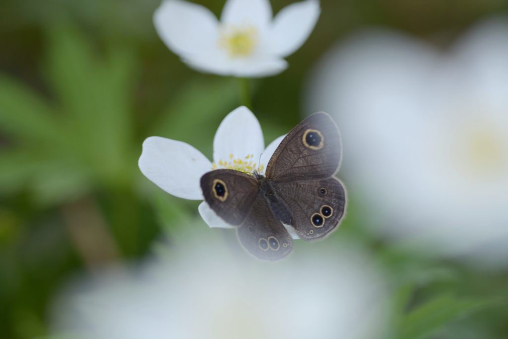 イチリンソウにヒメウラナミジャノメ　DSC_5600
