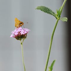 お食事中　DSC_5847