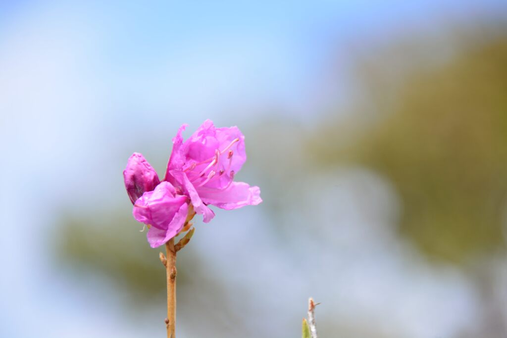ツツジ　　DSC_6215
