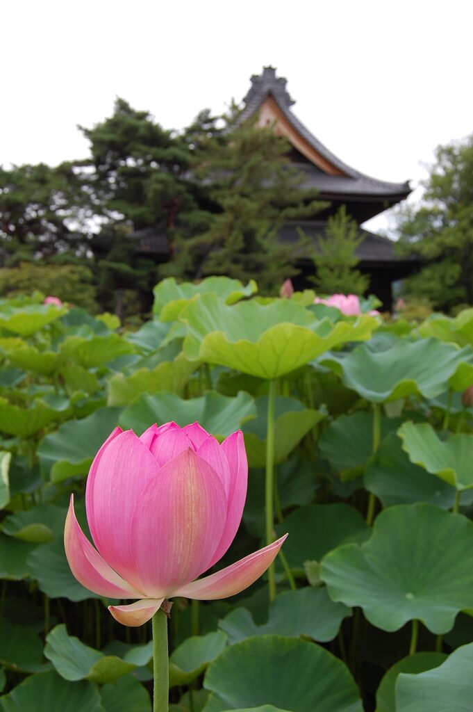 本堂を仰いで　DSC_3698