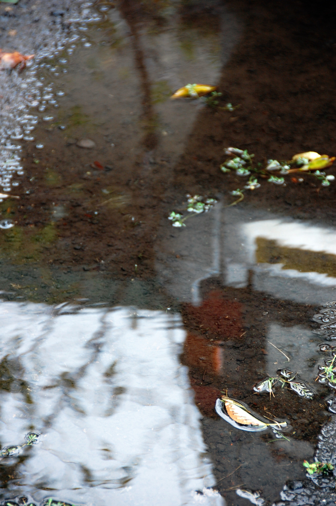 「雨上がり」　　DSC_0812
