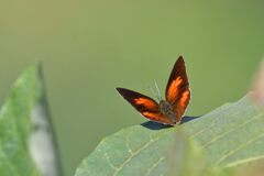 こっち向いて欲しいな・・・　　　DSC_3241