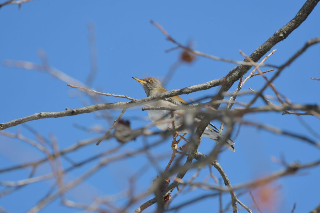 シロハラ　DSC_5863