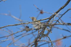シロハラ　DSC_5863