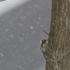 雪の日のコゲラ　DSC_0773