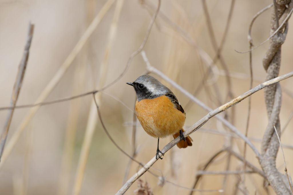 川原のジョウビタキ　２　DSC_8073