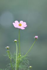 心静かに　DSC_8219