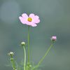 心静かに　DSC_8219
