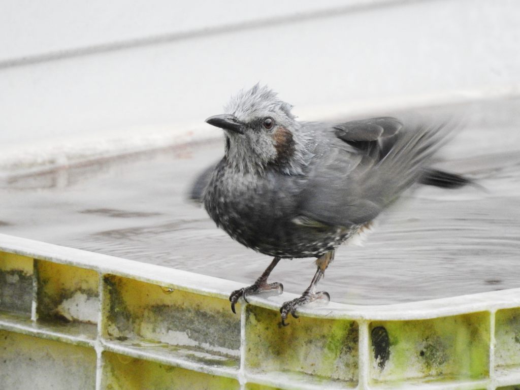 あーあ、いい気持ち！　DSCN0353