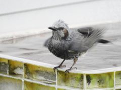 あーあ、いい気持ち！　DSCN0353