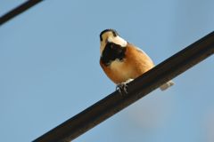 今日は　DSC_5750