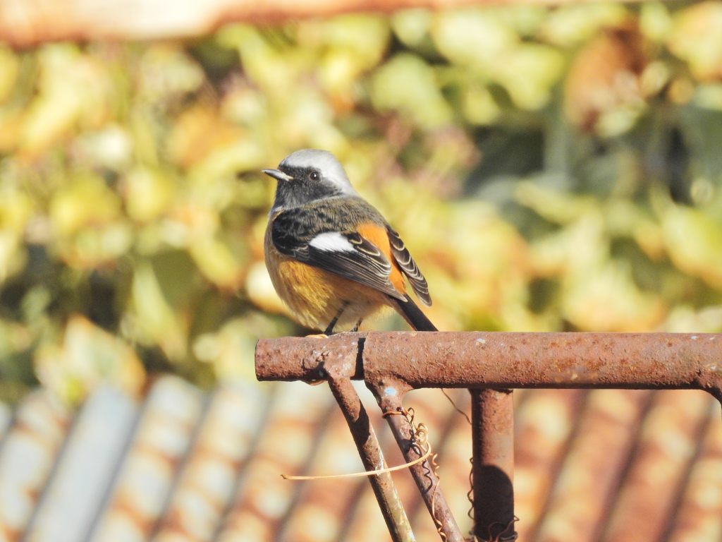 見返りジョビ　DSCN1925